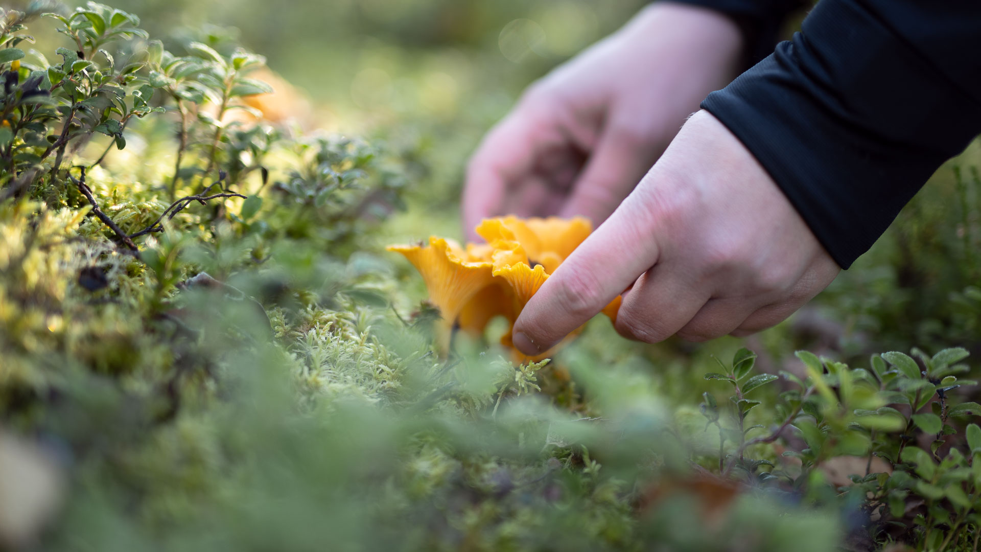 Picking chanterelles from the ground.