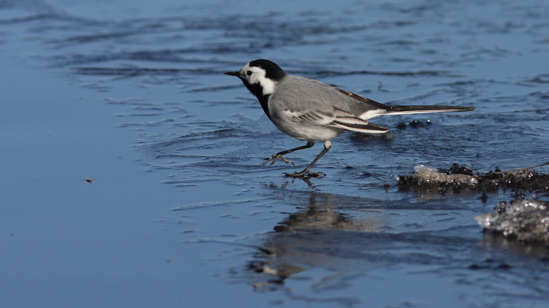 White wagtail 