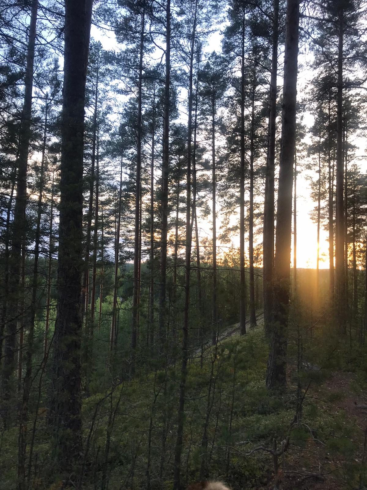 Beautiful nature of Kapeenkoski Photo: Anniina