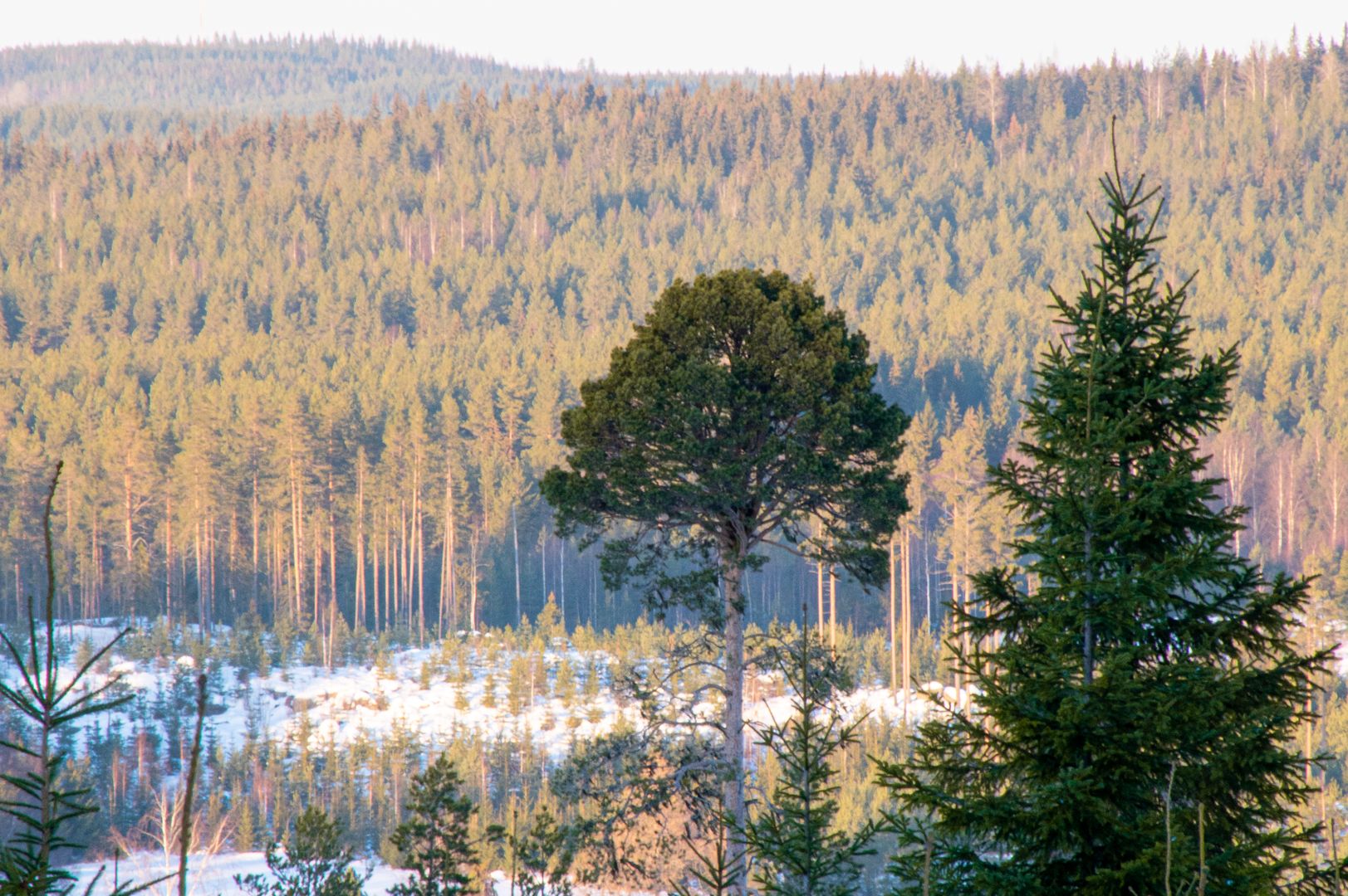 Kirppuvuori forest