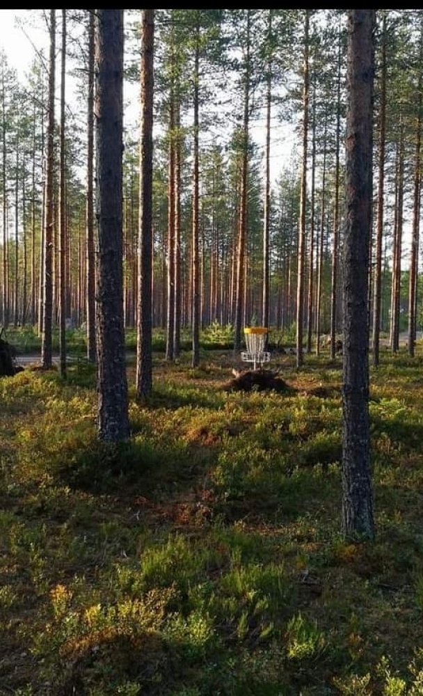 Have You Tried Frisbee Golf? - Discover Äänekoski's Frisbee Golf Courses!